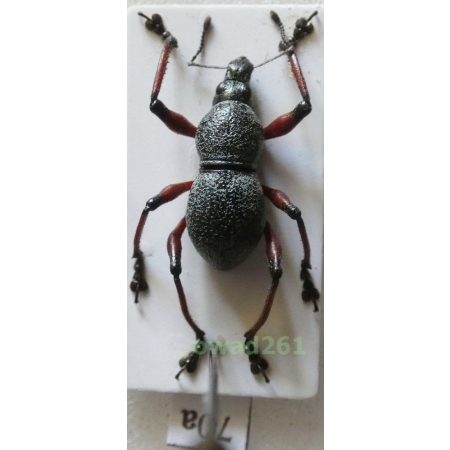 Metapocyrtus samarensis Schultze, 1925 male Philippines70a